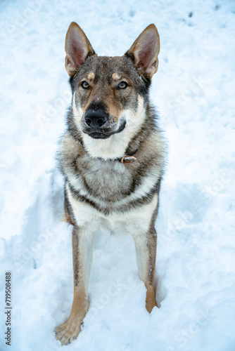 Wilczak Czechosłowacki, Czechoslovakian Wolfdog, zim © Lukasz