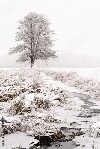 Winter Tranquility: Isolated Tree in a Snowy Wonderland