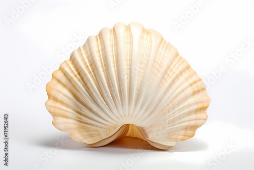 A single seashell isolated on a white solid background