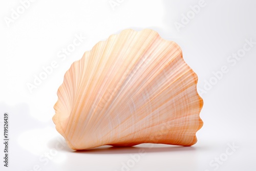 A single seashell isolated on a white solid background