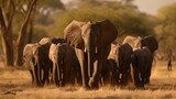 herd of elephants in a National Nature Reserve.