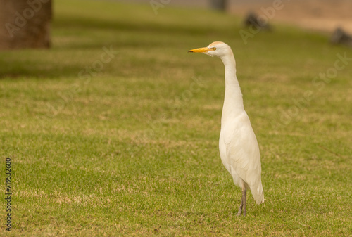 Western cattle egret on grass, Cape Verde