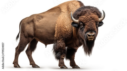portrait of a powerful bison isolated on a white background, showcasing the strength and rugged beauty of this iconic North American species