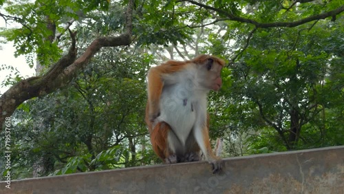 A wild monkey on a stone wall in Nepal Kathmandu, Asia. Action. Wild animals and green nature.