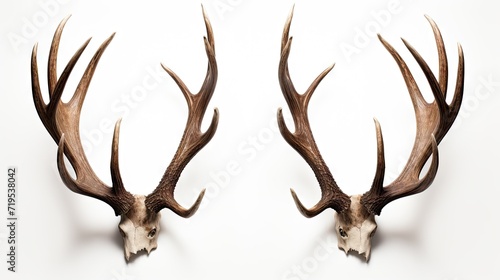 Majestic Antlers: Deer horns isolated on a clean white background, showcasing the wild beauty and majestic charm of these antlers