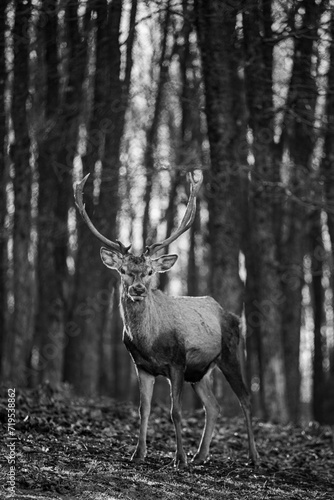 Deer looking to the camera in forest in autumn.