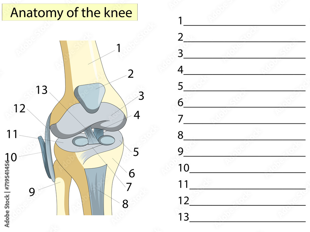 Anatomy. Knee Joint Cross Section Showing the major parts. Write down ...