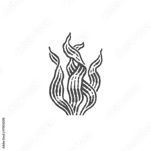 Grass, Nori algae in a hand-drawn engraving style. Vector engravings.
