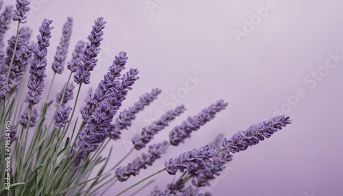 Soft Lavender Tones Backdrop