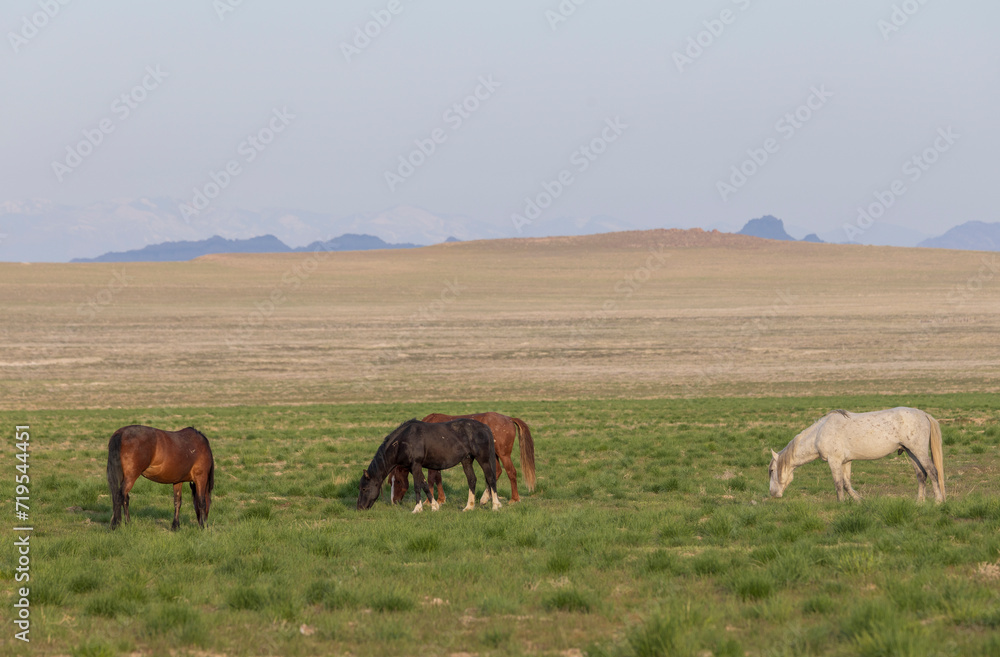 Herd of Wild Horses in Springtime in the Utah Desert