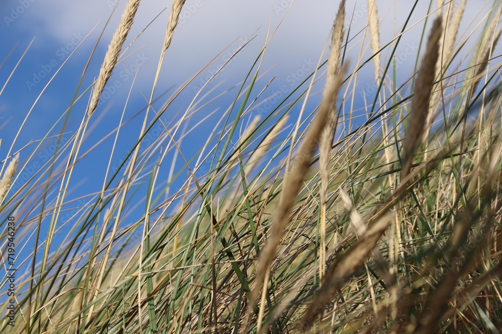 Fototapeta premium Nordseedünen über blauem Küstenhintergrund