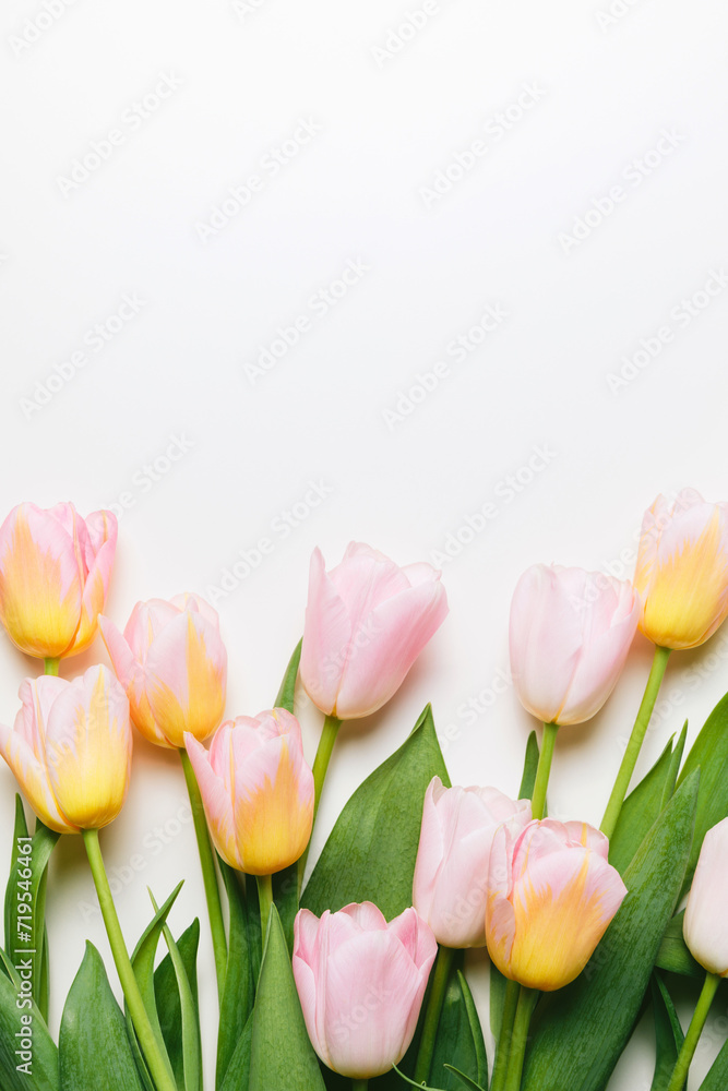 custom made wallpaper toronto digitalLight pink and yellow blooming tulips flowers row over white background. Spring holiday banner, frame, border, happy easter card, mothers day, international womans day. Flat lay, top view, copy space