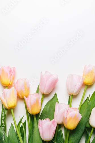 Wallpaper Mural Light pink and yellow blooming tulips flowers row over white background. Spring holiday banner, frame, border, happy easter card, mothers day, international womans day. Flat lay, top view, copy space Torontodigital.ca