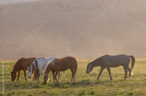 Herd of Wild Horses in Springtime in the Utah Desert