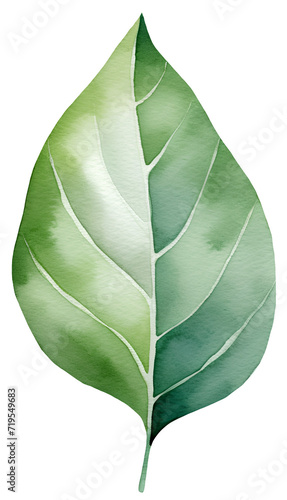 Watercolor illustration of a green leaf. Summer  spring. Scandinavian  naive  simple style. Transparent background  png