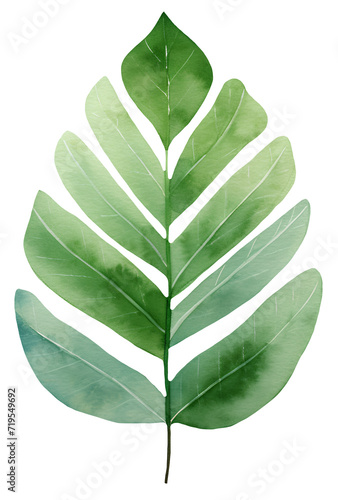 Watercolor illustration of a green leaf. Summer, spring. Scandinavian, naive, simple style. Transparent background, png