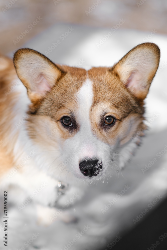 Small Pembroke Welsh Corgi puppy walks in the snow on a sunny winter day. Looks at the camera. Happy little dog. Concept of care, animal life, health, show, dog breed Small Pembroke Welsh Corgi puppy walks in the snow on a sunny winter day. Looks at the camera. Happy little dog. Concept of care, animal life, health, show, dog breed