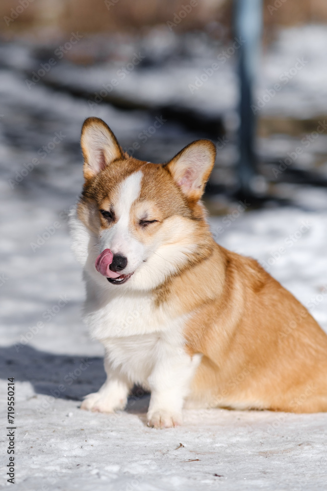 Small Pembroke Welsh Corgi puppy walks in the snow on a sunny winter day. Sits, licks his lips, side view. Happy little dog. Concept of care, animal life, health, show, dog breed Small Pembroke Welsh Corgi puppy walks in the snow on a sunny winter day. Sits, licks his lips, side view. Happy little dog. Concept of care, animal life, health, show, dog breed