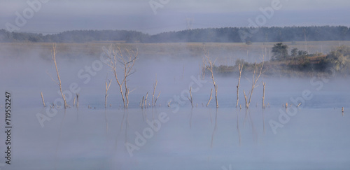 Dry trees reflected in tranquil hazy lake