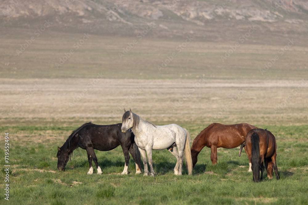 Herd of Wild Horses in Springtime in the Utah Desert Herd of Wild Horses in Springtime in the Utah Desert