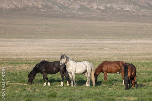 Herd of Wild Horses in Springtime in the Utah Desert © natureguy