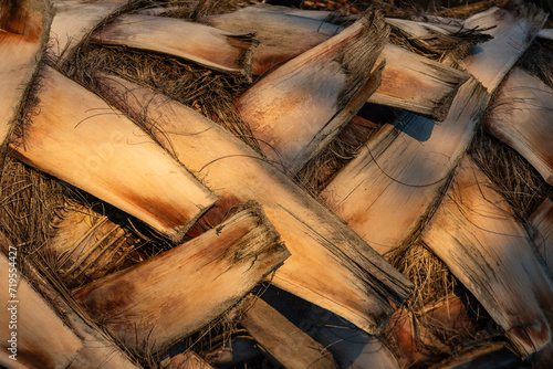 Detalle de un tronco de palmera, textura