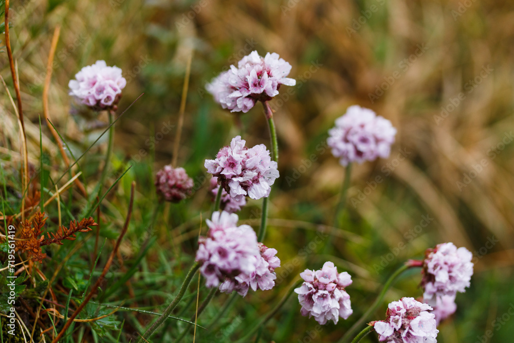 Pink Wildflowers in Spring in the Highlands of Iceland Pink Wildflowers in Spring in the Highlands of Iceland