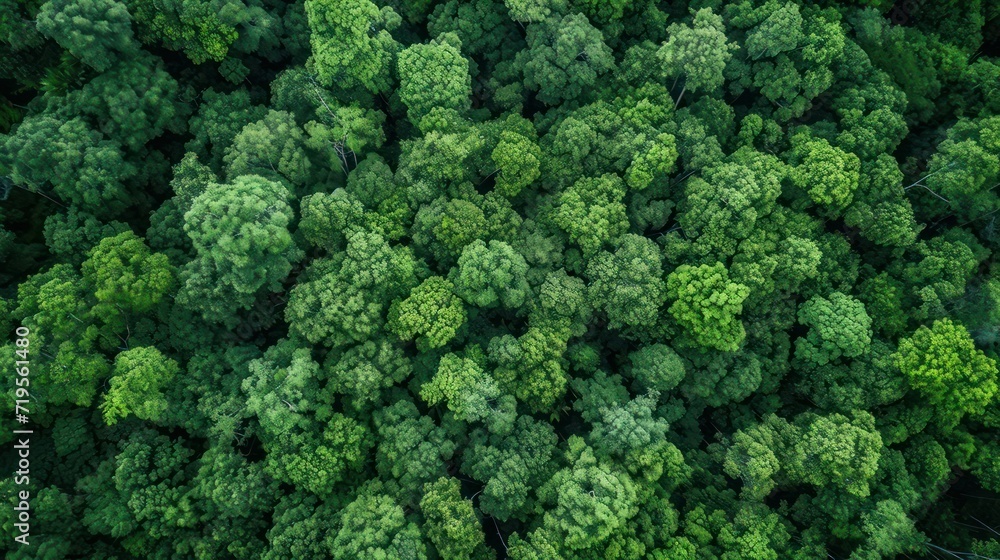 Rainforest ecosystem and healthy environment concept Rainforest ecosystem and healthy environment concept