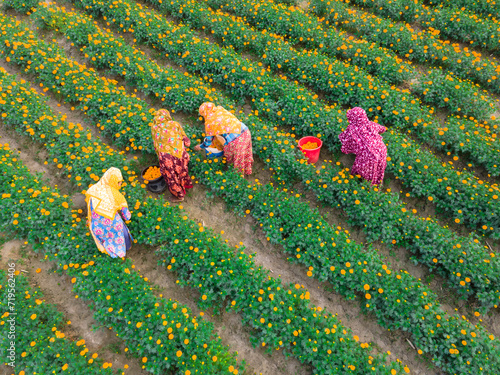 Farmers collect marigold flowers in Godkhali Union of Jessore, Bangladesh photo