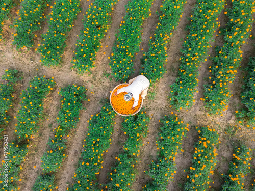 Farmers collect marigold flowers in Godkhali Union of Jessore, Bangladesh photo