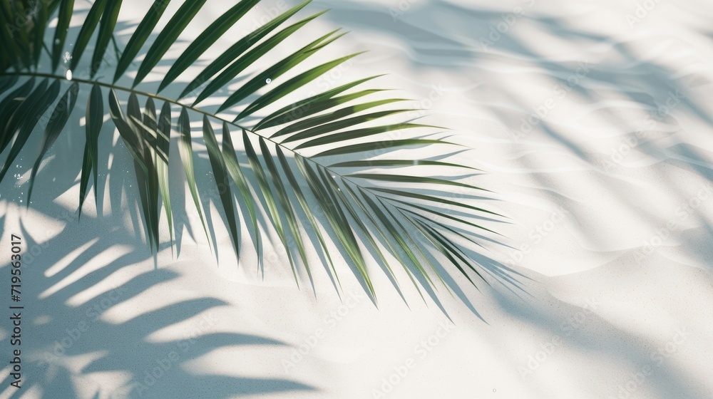palm leaf shadow on abstract white sand beach background