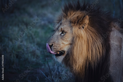 Wild lion in the savanna