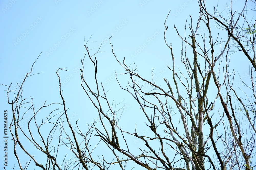 Dry tree branches against the sky - photo taken in early summer Dry tree branches against the sky - photo taken in early summer