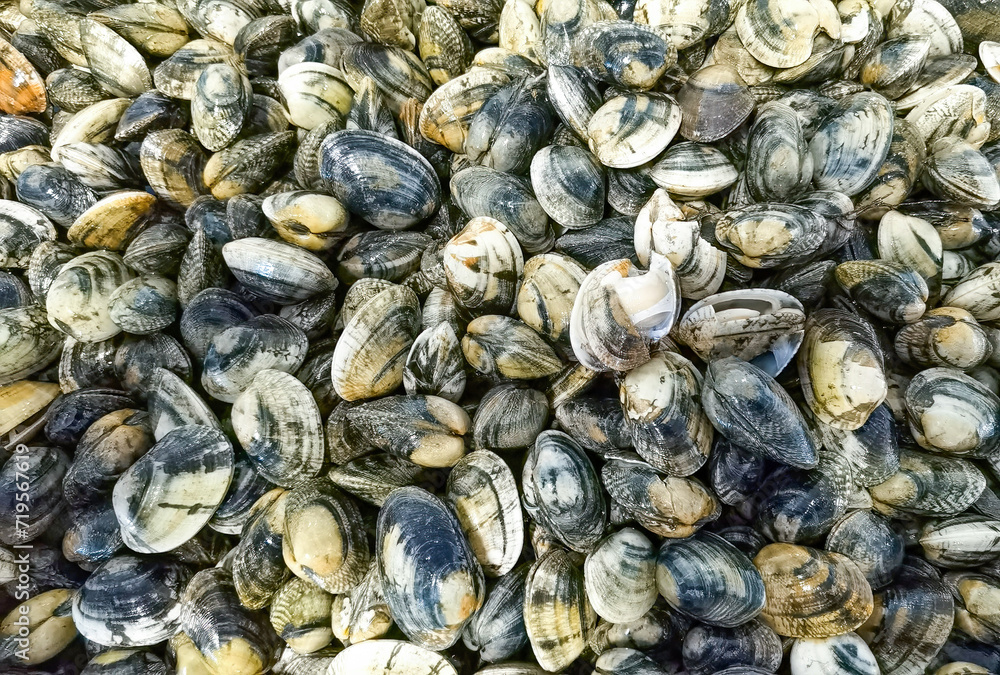 Venerupis corrugata, clams, species of bivalve mollusc Stock Photo