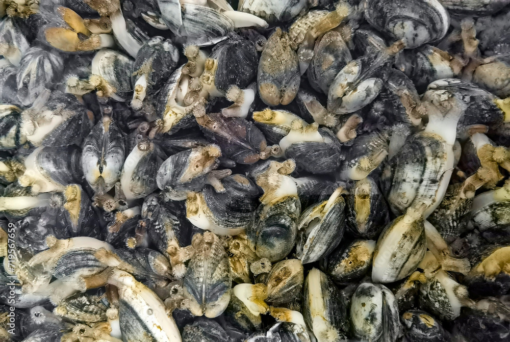Venerupis corrugata, clams, species of bivalve mollusc Venerupis corrugata, clams, species of bivalve mollusc