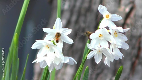 white spring flowers with honey bees