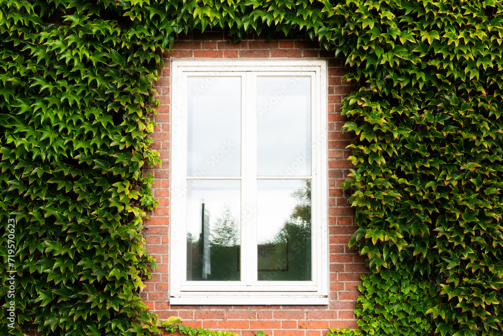 window in the city with green leafs around it on an old brick wall