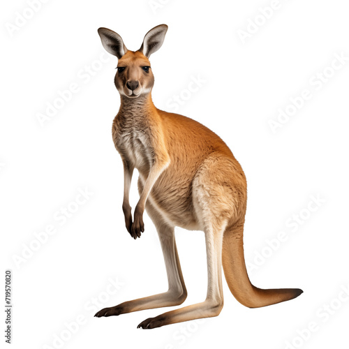 kangaroo isolated on transparent and white background. Generative ai