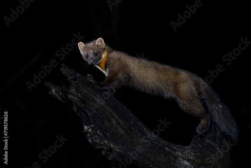 European pine marten (Martes martes), also known as the pine marten or the european marten, searching for food in the forest at night in Drenthe in the Netherlands photo