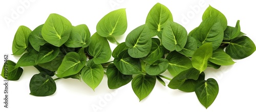 Medicinal herb commonly known as asiatic pennywort or gotu kola photo