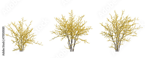 Forsythia suspensa (Lian Qiao Weeping Forsythia) deciduous yellow shrub plant isolated png on a transparent background perfectly cutout high resolution  photo