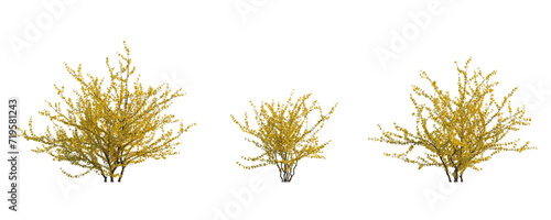 Forsythia suspensa (Lian Qiao Weeping Forsythia) deciduous yellow shrub plant isolated png on a transparent background perfectly cutout high resolution  photo