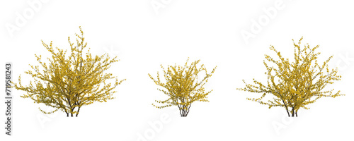 Fotografie Forsythia suspensa (Lian Qiao Weeping Forsythia) deciduous yellow shrub plant is