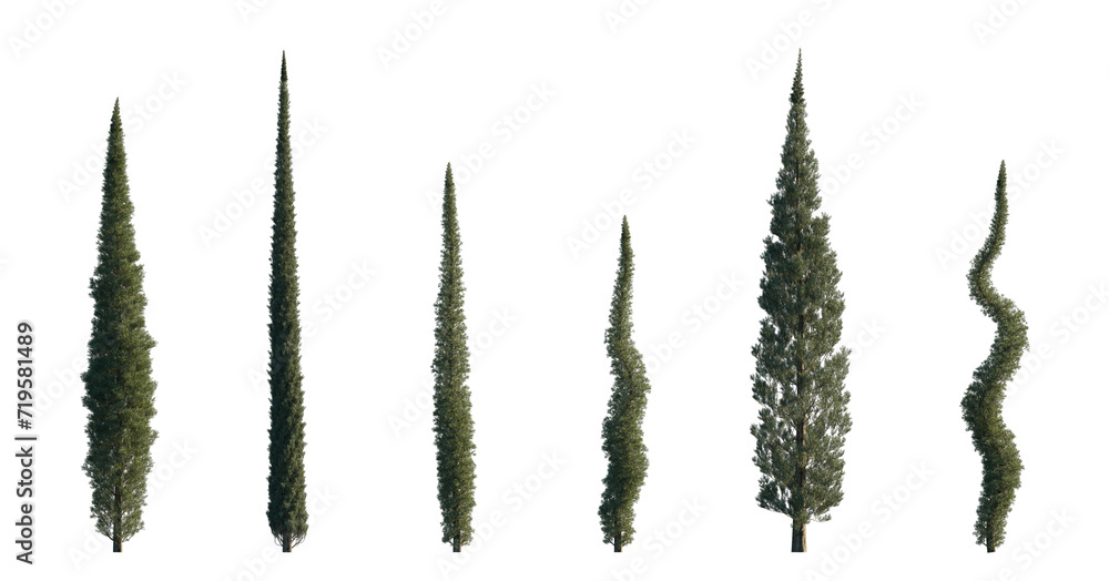 Cupressus sempervirens set mediterranean common cypress (italian, Tuscan, Persian , or pencil pine cypress) frontal isolated png on a transparent background perfectly cutout - obrazy, fototapety, plakaty 