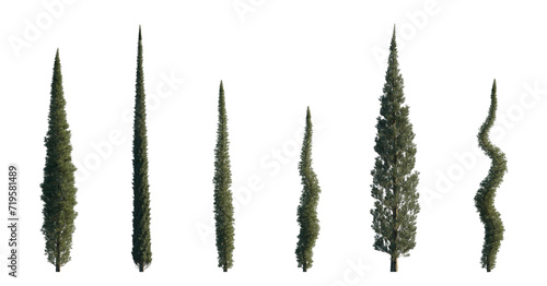Cupressus sempervirens set mediterranean common cypress (italian, Tuscan, Persian , or pencil pine cypress) frontal isolated png on a transparent background perfectly cutout photo