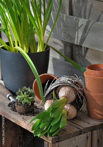 view on leaf of hyacinth with bulbs and roots for potted in a wooden table  i...