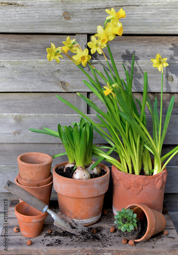 potted of narcissus and Hyacinth with terra cotta flower pot on wooden backgr...