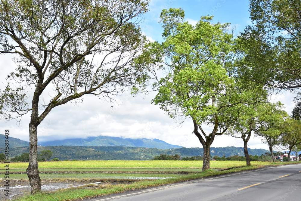 Fototapeta premium tree in the field