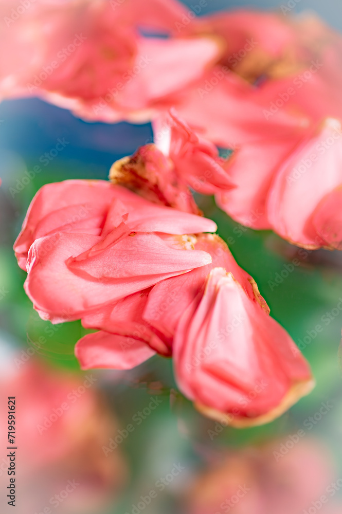Macro image of a blossom that is disintegrating. Macro image of a blossom that is disintegrating.