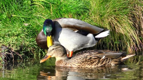 Mated pair mallard ducks preening feathers together